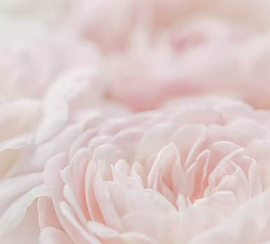 White rose flower petals. Macro flowers backdrop for holiday design. Abstract floral background. Soft focus.