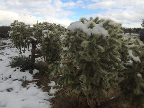 Snow on Cholla Cacti in Sonoran Desert after Winter Storm in Arizona. High quality photo