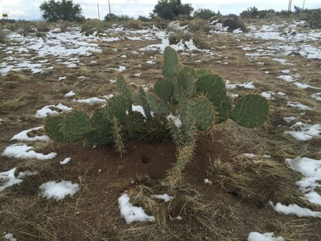 Cholla Cacti in Sonoran Desert after Snow Storm in Arizona. High quality photo