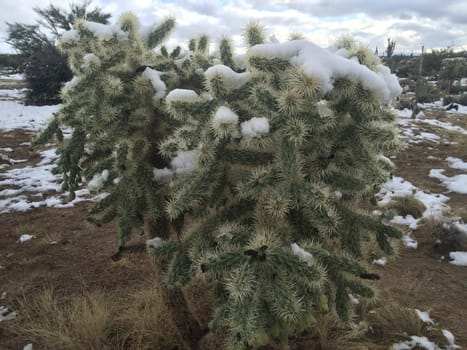 Snow on Cholla Cacti in Sonoran Desert after Winter Storm in Arizona. High quality photo