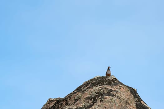 Partridge bird on a rock against blue sky