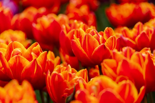 Orange tulips spring blossoming, bokeh flower background, pastel and soft floral card, selective focus.