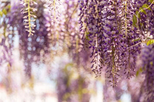 Blooming Wisteria Sinensis with classic purple flowers in full bloom in drooping racemes against the sky. Garden with wisteria in spring