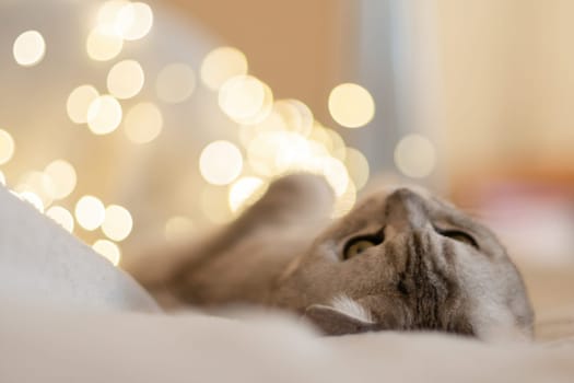 Scottish straight cat lies on his back bokeh from lights in the background. Cat upside down. Favorite pets, cat food