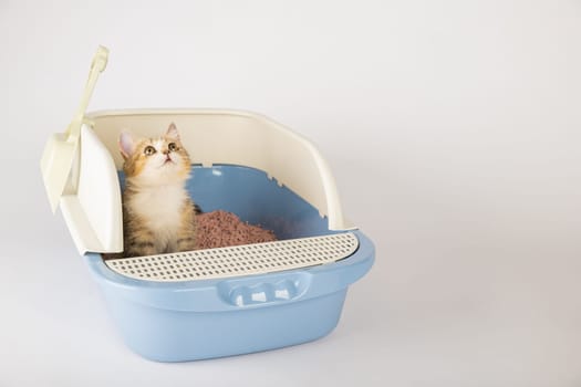 The cat's hygiene and care are in focus as it occupies a litter box in isolation. The cat tray on a clean white background serves as the designated toilet for this feline.