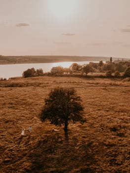couple in love man and woman are walking along vast deserted meadow on grass in summer hot warm weather at sunset in nature. sun over river. top aerial drone view of meadows field with rare trees