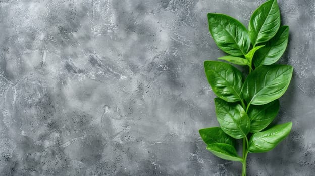 A green leaf is on a gray surface with the word "basil" written in white