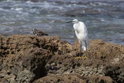 Heron on the Mediterranean coast. High quality photo