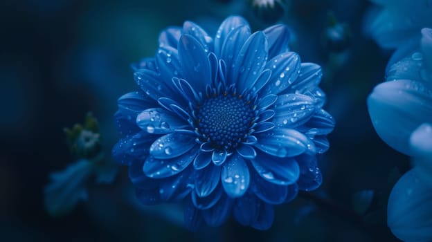 A close up of a blue flower with water droplets on it