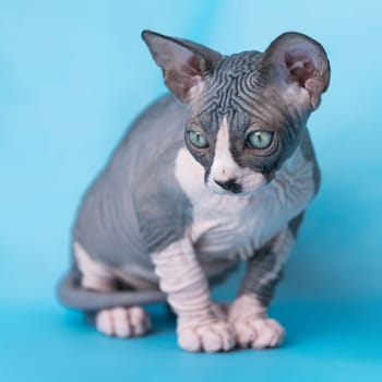 Purebred bicolour Sphynx Hairless Cat sitting on blue background, looking down. Portrait of friendly thoroughbred male Canadian Sphynx Kitten two-month-old. Selective focus on foreground, studio shot.