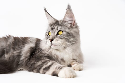 Cropped view of American Forest Cat black silver classic tabby and white color. Part of series photos of thoroughbred kitty with yellow eyes. Studio shot lying down domestic kitten on white background