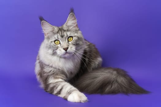 Portrait of Maine Shag Cat with yellow eyes lying down on blue background and looking at camera. Part of series photos of kitten Maine Coon one year old black silver classic tabby and white color