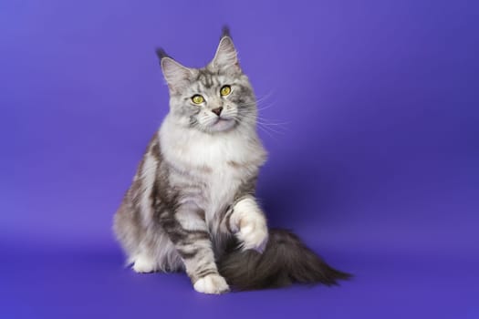 Portrait of Maine Shag Cat with yellow eyes sitting with one paw raised, looking at camera on blue background. Part of series photos of kitten one year old black silver classic tabby and white color