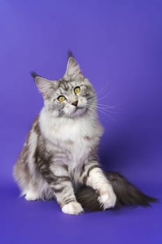 Full length Longhair Maine Coon Cat with yellow eyes sitting with one paw raised and looking at camera on blue background. Part of series of kitten 1 year old black silver classic tabby white color