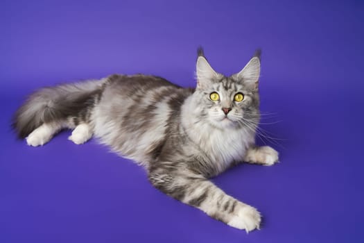 High angle shot of Maine Coon Cat one year old black silver classic tabby and white color lying down on blue background and looking at camera. Part of series of photos purebred kitty with yellow eyes