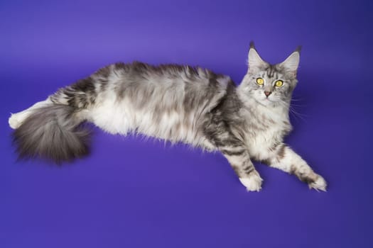 High angle view of Longhair Maine Coon Cat lying in full length and looking at camera. Part of series of kitty black silver classic tabby and white color 1 year old with yellow eyes on blue background