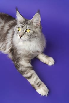 High angle shot Longhair Maine Coon Cat with yellow eyes lying down on blue background and looking away. Cropped view of photos kitty one year old black silver classic tabby white color. Part series