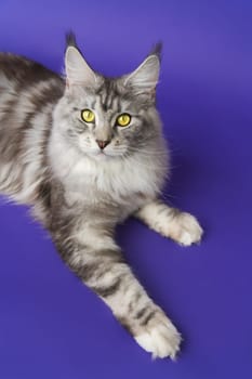 Maine Coon Cat with yellow eyes lying down on blue background and looking at camera. Part of series. High angle view of cropped shot photos kitty 1 year old black silver classic tabby and white color