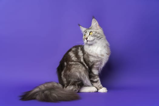 Playful Longhair Maine Coon Cat with yellow eyes and big fluffy tail sitting, looking away. Purebred kitten 1 year old black silver classic tabby white color indoors on blue background. Studio shot