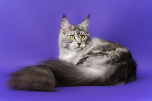 Domestic Longhair Maine Coon Cat with big fluffy tail black silver classic tabby and white color. Part series of lying down purebred kitty with yellow eyes one year old. Studio shot on blue background