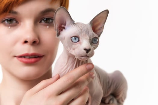 Close-up view on Sphynx Hairless Cat blue mink and white in young woman's hands. Studio shot on white background. Selective focus on foreground, shallow depth of field. Part of series