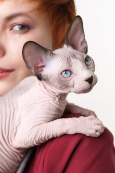 Playful Sphynx Hairless kitten looking away, sitting on shoulder redhead young woman. Selective focus on foreground domestic cat, shallow depth of field. Studio shot, white background. Part series