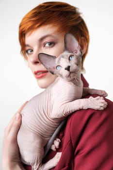 Playful Sphynx Hairless kitten looking up, sitting on shoulder redhead young woman with short hair. Selective focus on domestic cat, shallow depth of field. Studio shot, white background. Part series