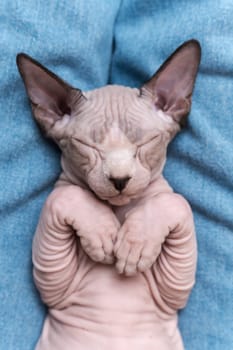 Canadian Sphynx Cat blue mink and white color with closed eyes, sleeping lying down on his back on blue jeans. Close-up from above. Selective focus on muzzle of kitten, shallow depth of field.