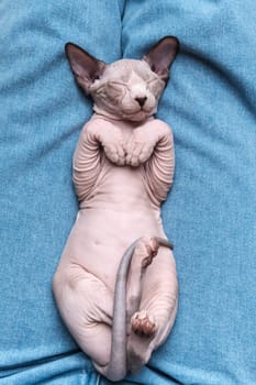 Sphynx Hairless kitten blue mink and white color with eyes closed, sleeping lying down on his back on blue jeans. Top front view. Selective focus on muzzle of domestic kitten, shallow depth of field.