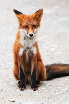 Portrait of cute wild red fox with beautiful sly eyes sitting on stones and looking at camera. Eurasia, Russian Far East, Kamchatka Peninsula.