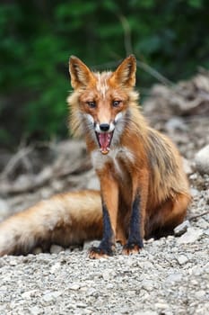 Wildlife of Kamchatka: beautiful red fox sitting on the stones. Eurasia, Russian Far East, Kamchatka Peninsula.