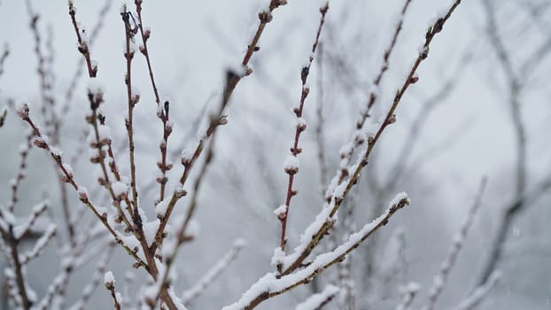 Apple tree blossom in garden under last early spring snow. Cold temperature, frost. Abnormal temperature. Consequences of climate change. High quality