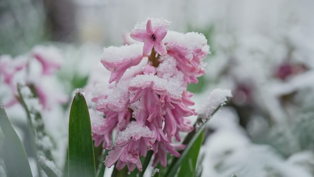 Pink hyacinth in garden under last early spring snow. Cold temperature, frost. Abnormal temperature. Consequences of climate change. High quality
