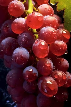 Close-up of red grapes with water droplets on vine.