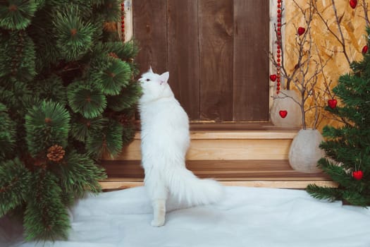 A white fluffy Angora cat goes to the door of the house and sniffs a pine branch