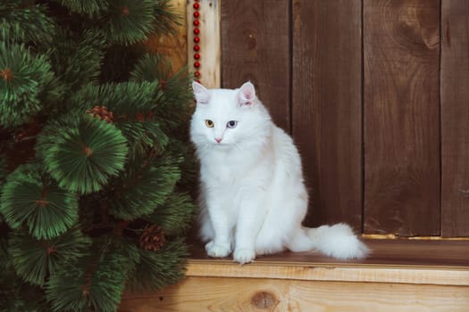 A white fluffy Angora cat with multicolored eyes sits on the steps near the door of the house