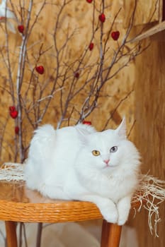 A white fluffy Angora cat with multicolored eyes lies on the table against a background of a tree decorated with hearts
