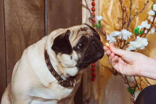 A pug dog sniffs a bagel in a woman's hands in close-up
