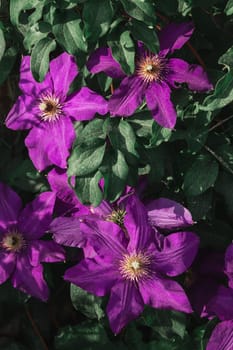 Large purple clematis flowers for the full frame. Growing ornamental climbing plants in the garden
