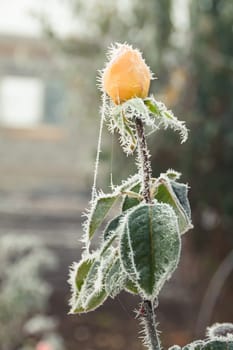 The tea tree rose is covered with frost on the street