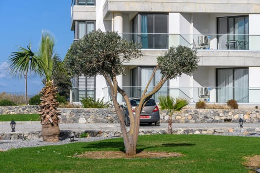 olive tree in a residential complex