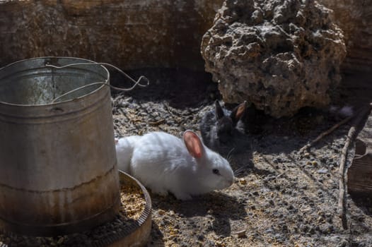 rabbits in a village in winter in Cyprus 2