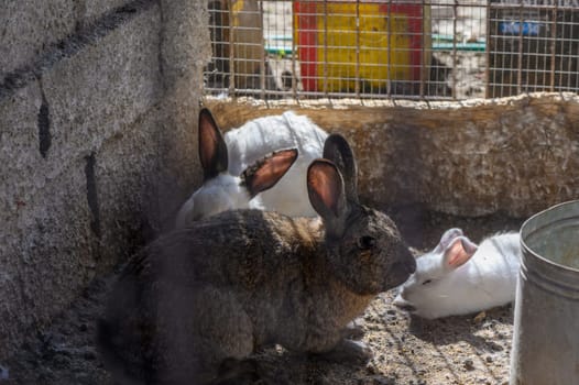 rabbits in a village in winter in Cyprus 1