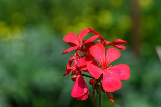 geranium growing outdoors in winter in Cyprus 1