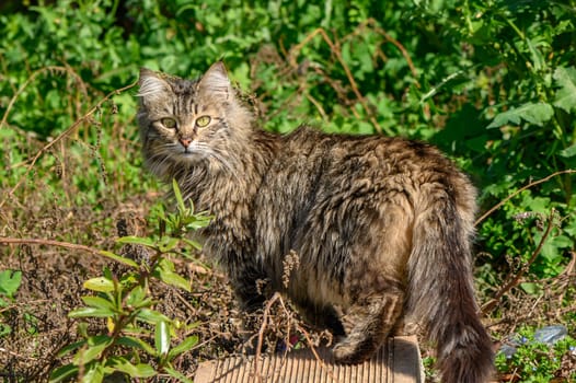 tabby cat in winter in Cyprus
