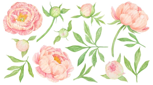 Peach peony watercolor hand drawn painting. Realistic flower clipart, floral arrangement. Chinese national symbol illustration. Perfect for card design, wedding invitation, prints, textile, packing.