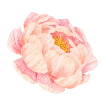 Peach peony watercolor hand drawn painting. Realistic flower clipart, floral arrangement. Chinese national symbol illustration. Perfect for card design, wedding invitation, prints, textile, packing.