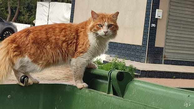 ginger cat pets animal street. High quality photo