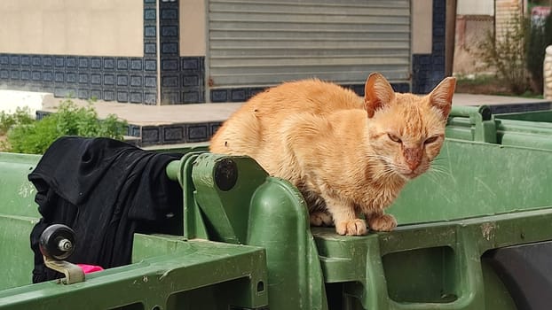 ginger cat pets animal street. High quality photo