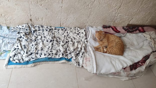 ginger cat pets animal street. High quality photo